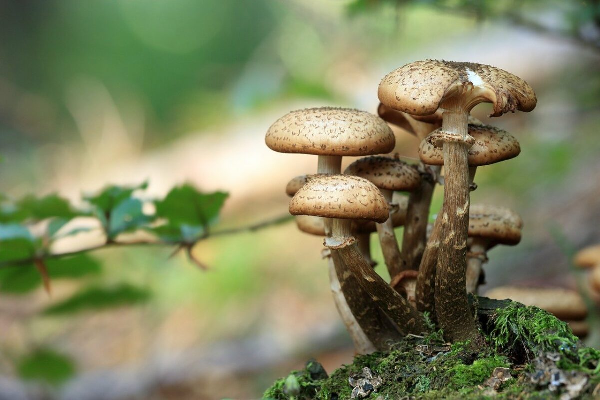 Die fantastische Welt der Pilze - Wissenswertes über Pilze und wie man sie züchtet