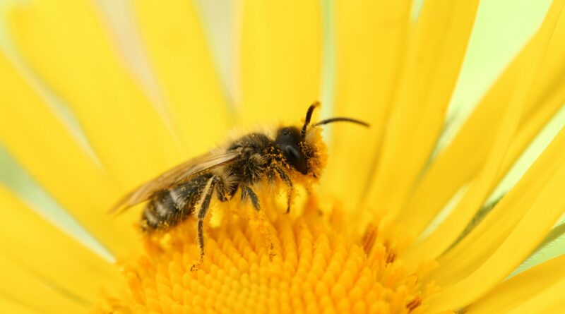 Rund um die Honigbiene und ihre wilden Schwestern