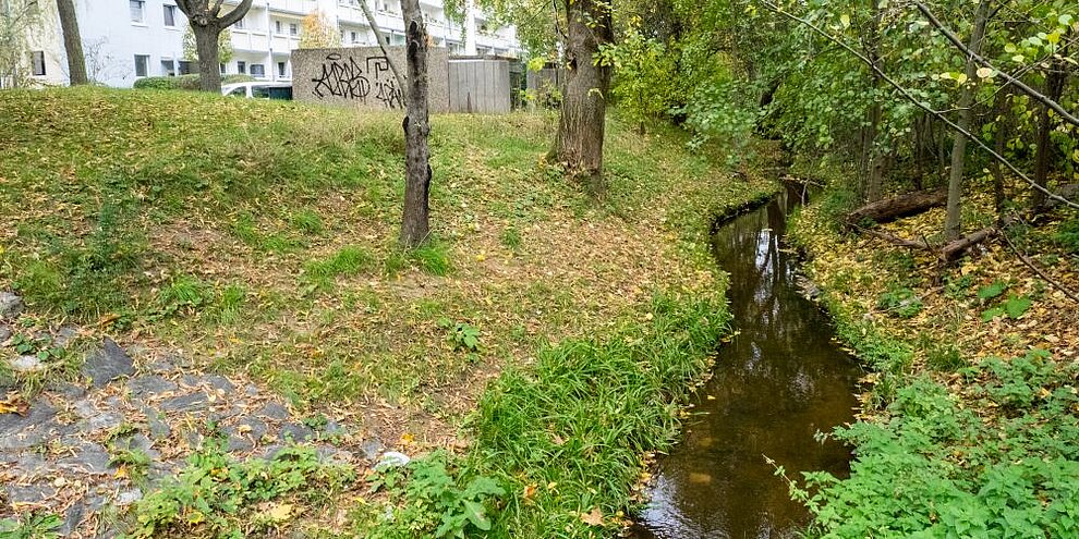 Das Schwammstadtkonzept in Dresden – Beispiele und Ideen für die Umsetzung blau-grüner Infrastruktur