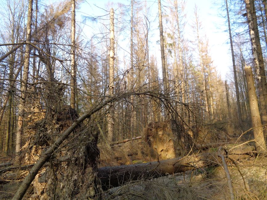 Die Dresdner Heide im Klimawandel