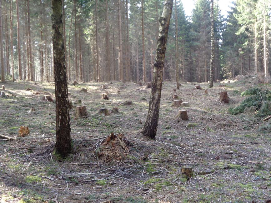 Vom Wald lernen - für eine nachhaltige Forstwirtschaft streiten