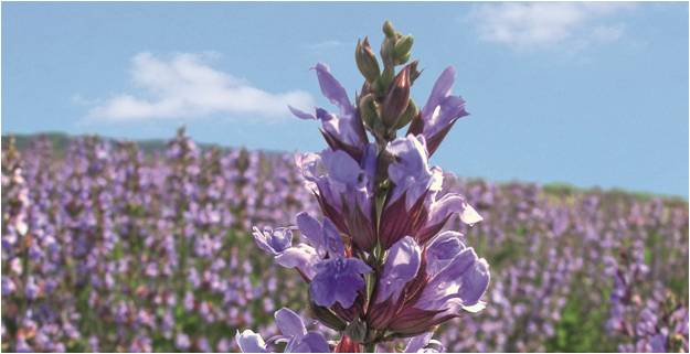 Heilende Drogen - Arzneipflanzen im Kontext von Volksmedizin und Phytopharmazie