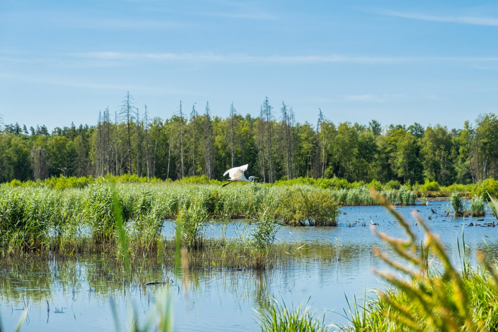 Webinar zu Biodiversität: Wie die öffentliche Hand zum Erhalt biologischer Vielfalt beitragen kann